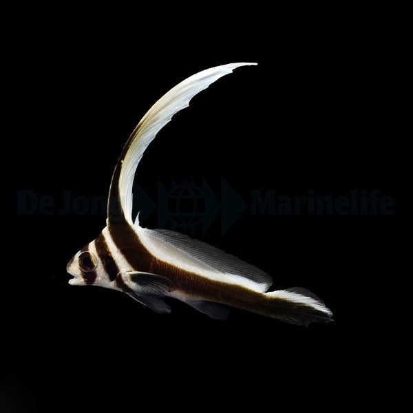 Equetus punctatus