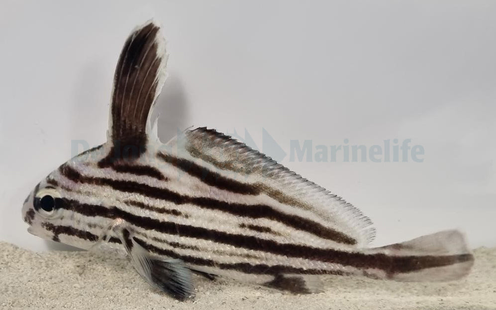 Equetus acuminatus