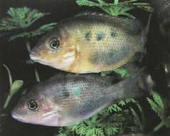 Etroplus maculatus  2,5 cm.