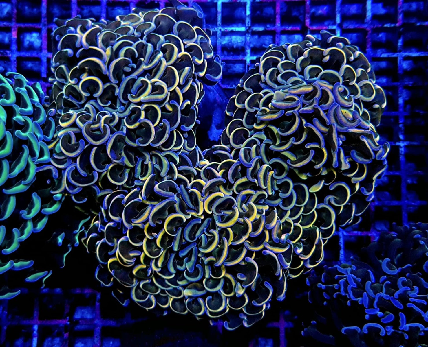 Euphyllia ancora (Tricolor)
