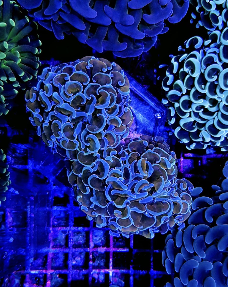 Euphyllia ancora (Colored stem)