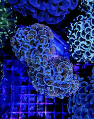 Euphyllia ancora (Colored stem)