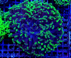 Euphyllia ancora (Green) (Premium)