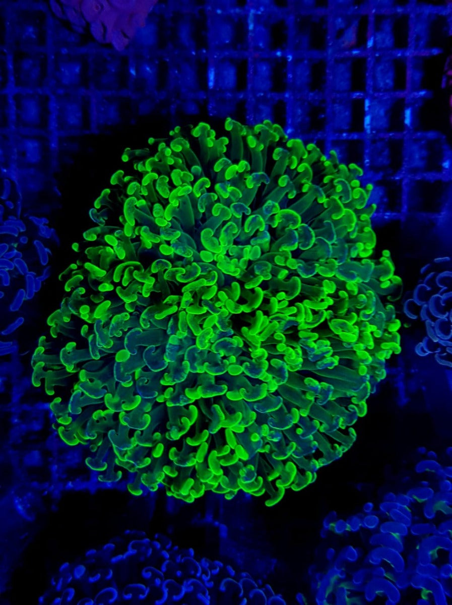 Euphyllia ancora (Green) (Premium)