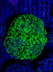 Euphyllia ancora (Green) (Premium)