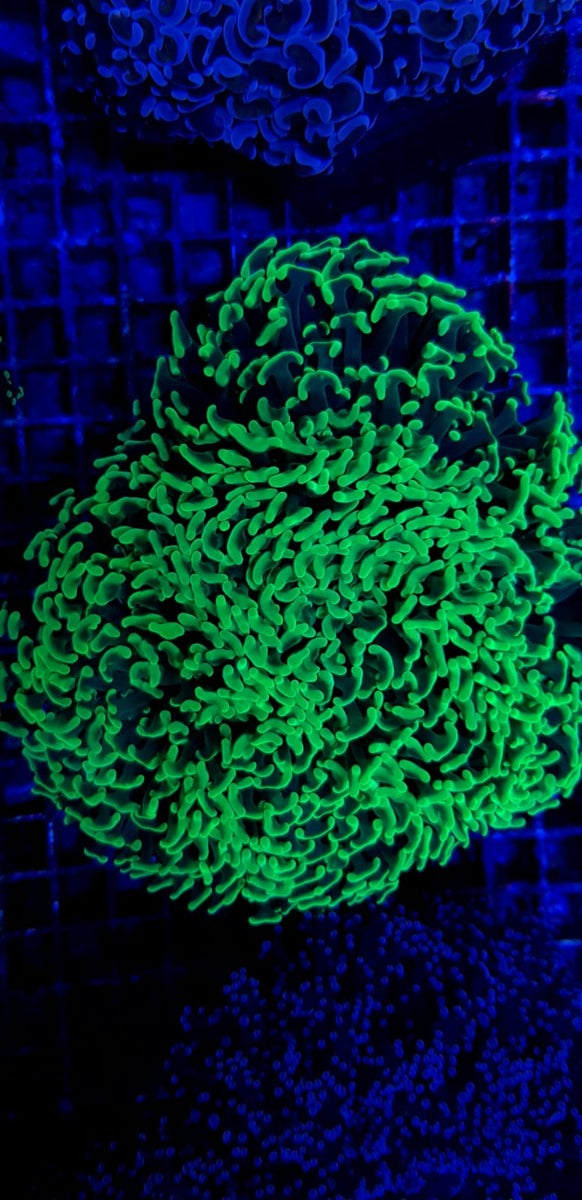 Euphyllia ancora (Green) (Premium)