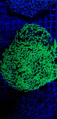 Euphyllia ancora (Green) (Premium)