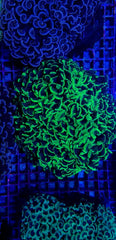 Euphyllia ancora (Green) (Premium)