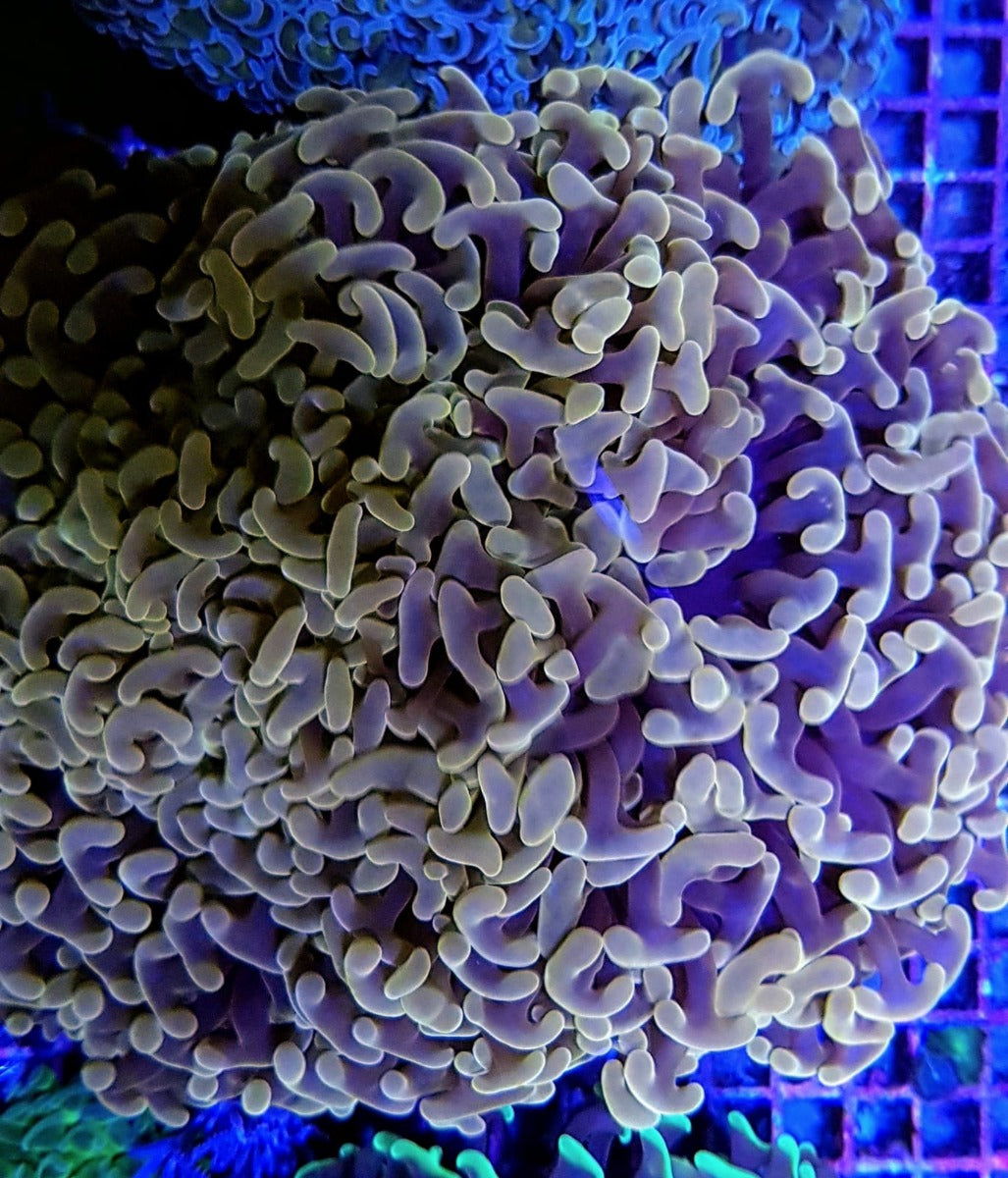 Euphyllia ancora (Orange-Yellow)