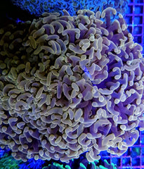Euphyllia ancora (Orange-Yellow)