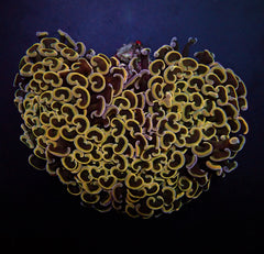 Euphyllia ancora (Orange-Yellow)