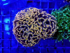 Euphyllia ancora (Orange-Yellow) (Premium)