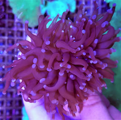 Euphyllia cristata (Common)