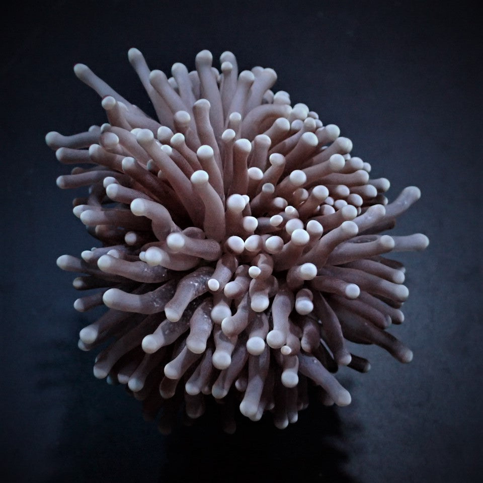 Euphyllia cristata (Common)