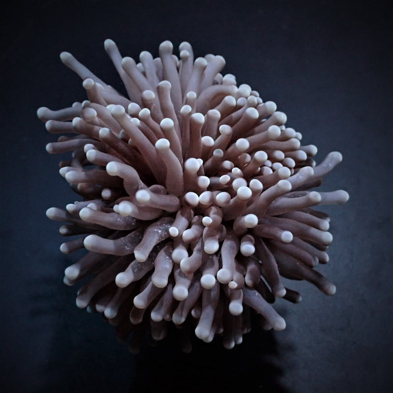 Euphyllia cristata (Common)