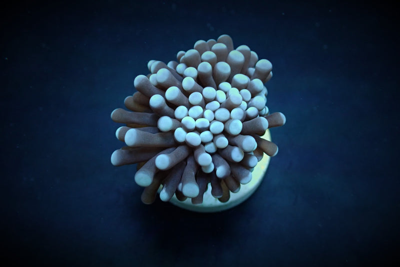 Euphyllia cristata (Common) (p/h)