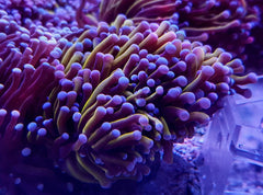 Euphyllia cristata (Gold Torch) (1 hd.)