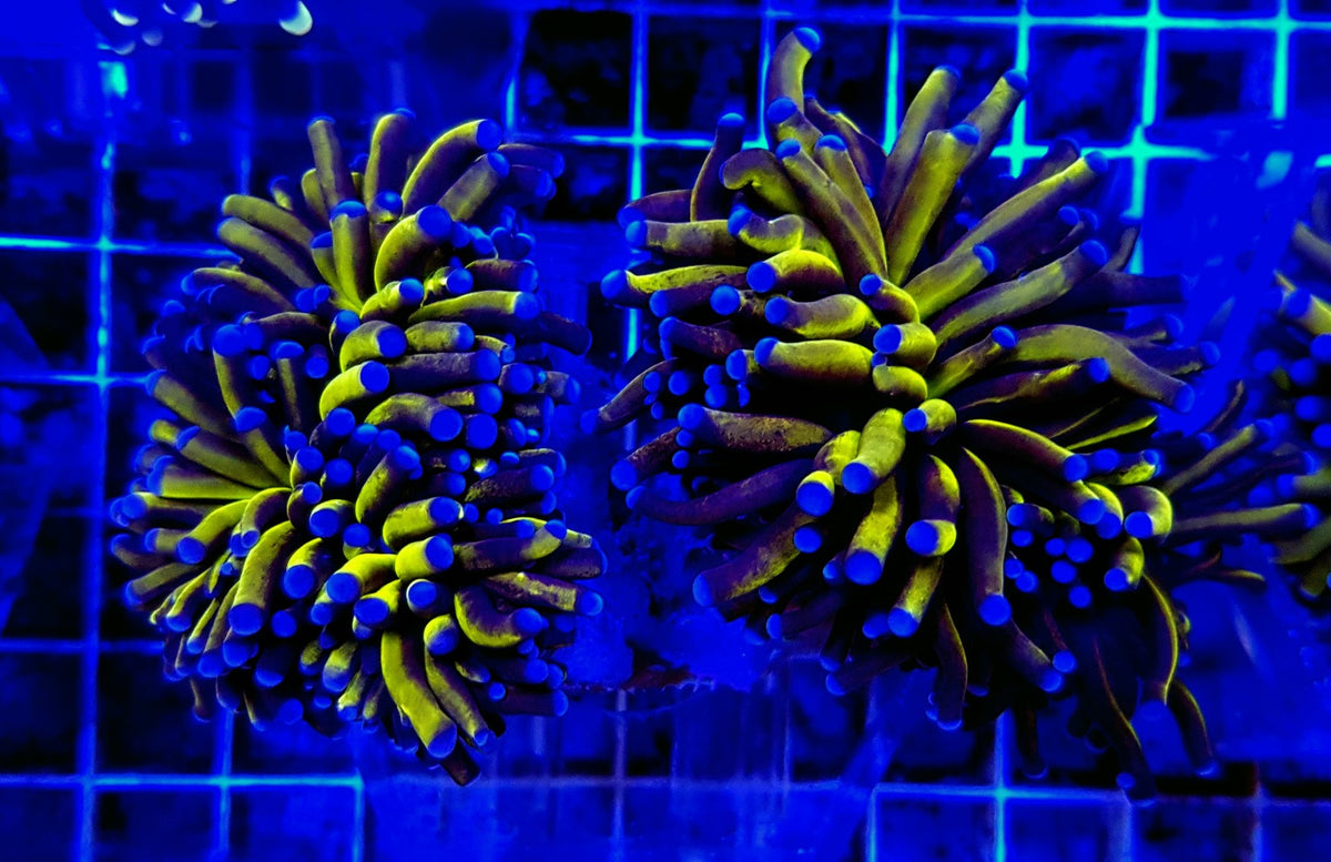 Euphyllia cristata (Gold Torch) (1 hd.) Tiny