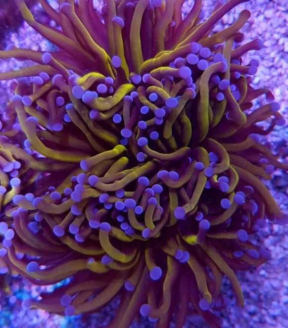 Euphyllia cristata (Gold Torch) (4 hds.) nf.