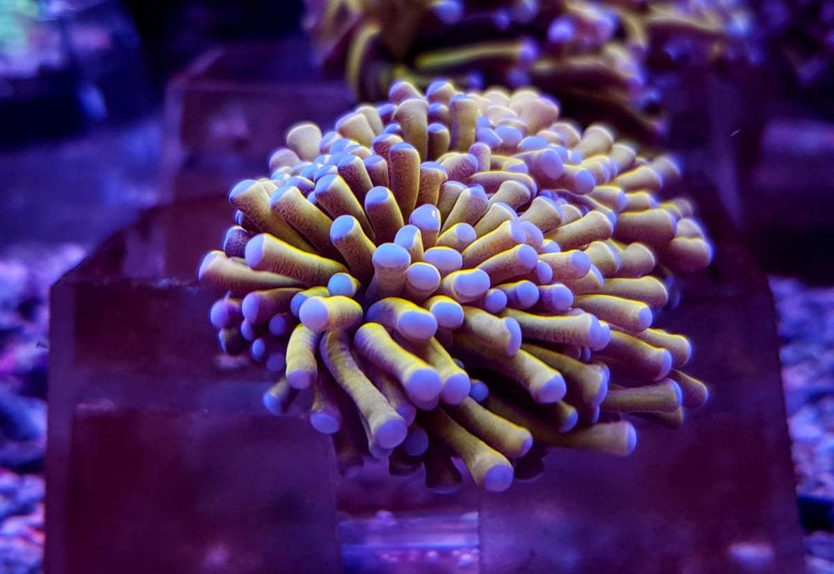 Euphyllia cristata (Gold Torch) (4 hds.) f.