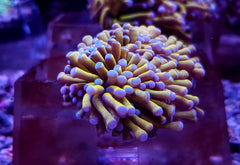 Euphyllia cristata (Gold Torch) (4 hds.) f.
