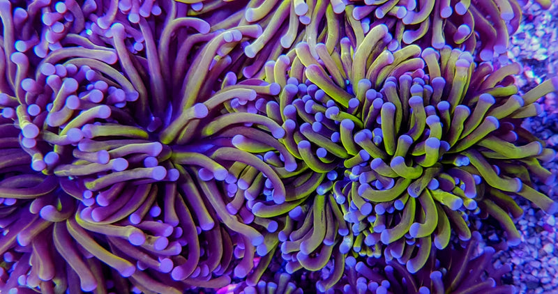 Euphyllia cristata (Gold Torch) (5 hds.) f.