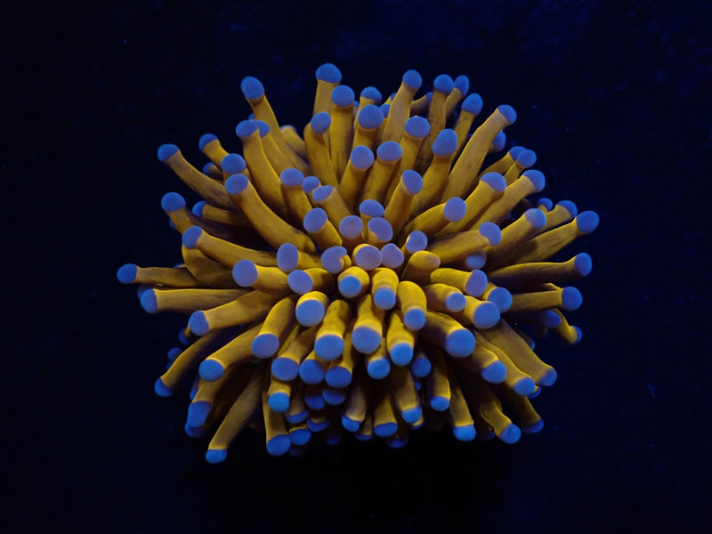 Euphyllia cristata (Gold Torch) (1 hd.)