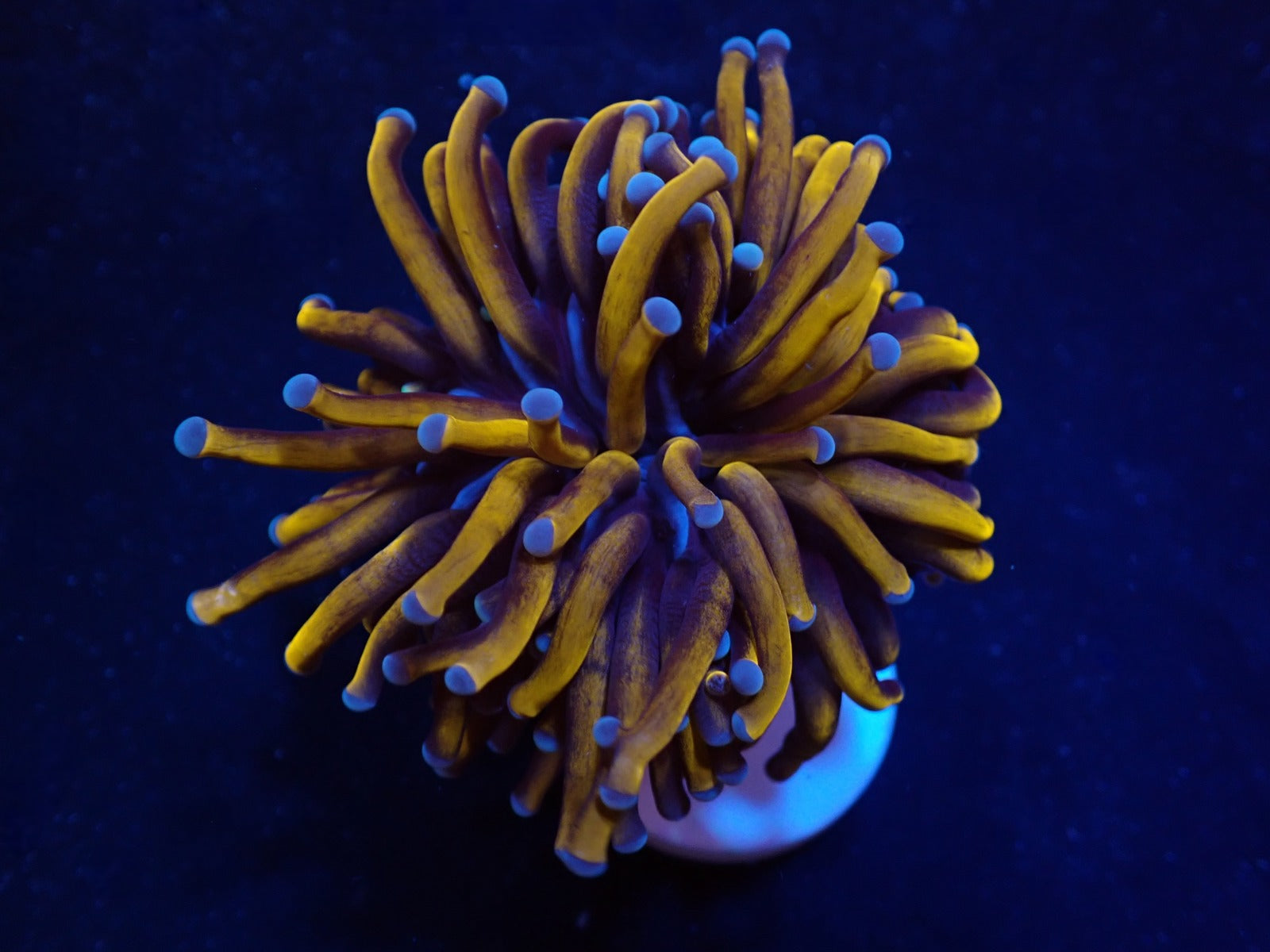 Euphyllia cristata (Gold Torch) (1 hd.)
