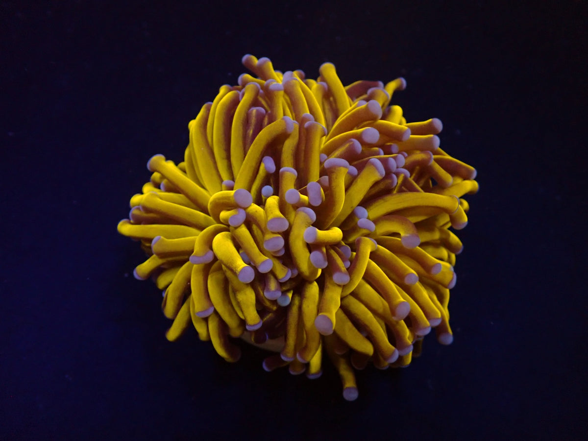 Euphyllia cristata (Gold Torch) (p/h)