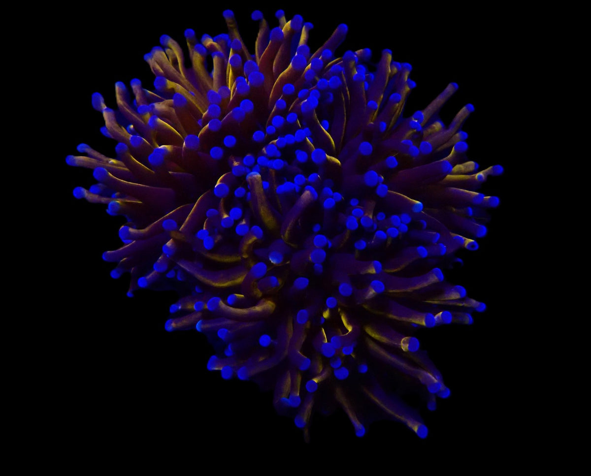 Euphyllia cristata (Gold Torch) (p/h)