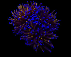 Euphyllia cristata (Gold Torch) (p/h)