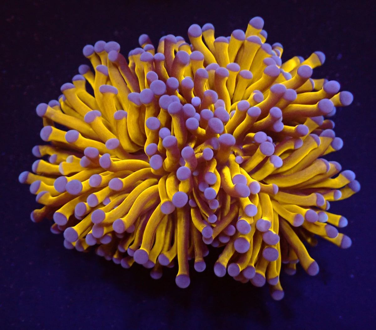 Euphyllia cristata (Gold Torch) (p/h)