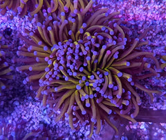 Euphyllia cristata (Gold Torch) (2 hds.) f.