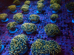 Euphyllia cristata (Greenish) (Orange Tip)