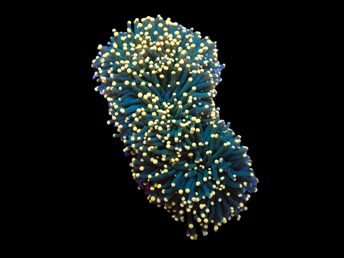 Euphyllia cristata (Greenish) (Orange Tip)