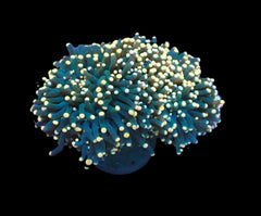 Euphyllia cristata (Greenish) (Orange Tip)