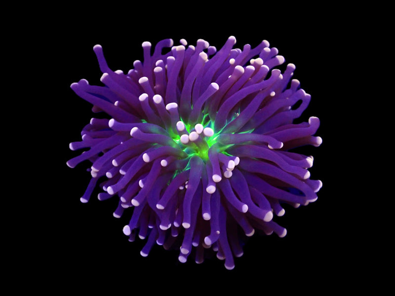 Euphyllia cristata (Joker) (1 hd.)