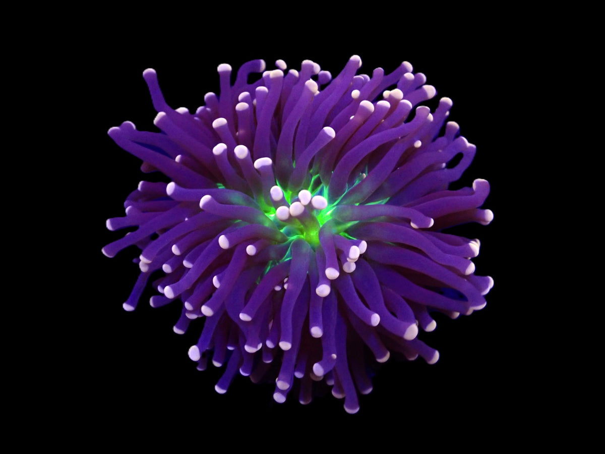 Euphyllia cristata (Joker) (1 hd.)