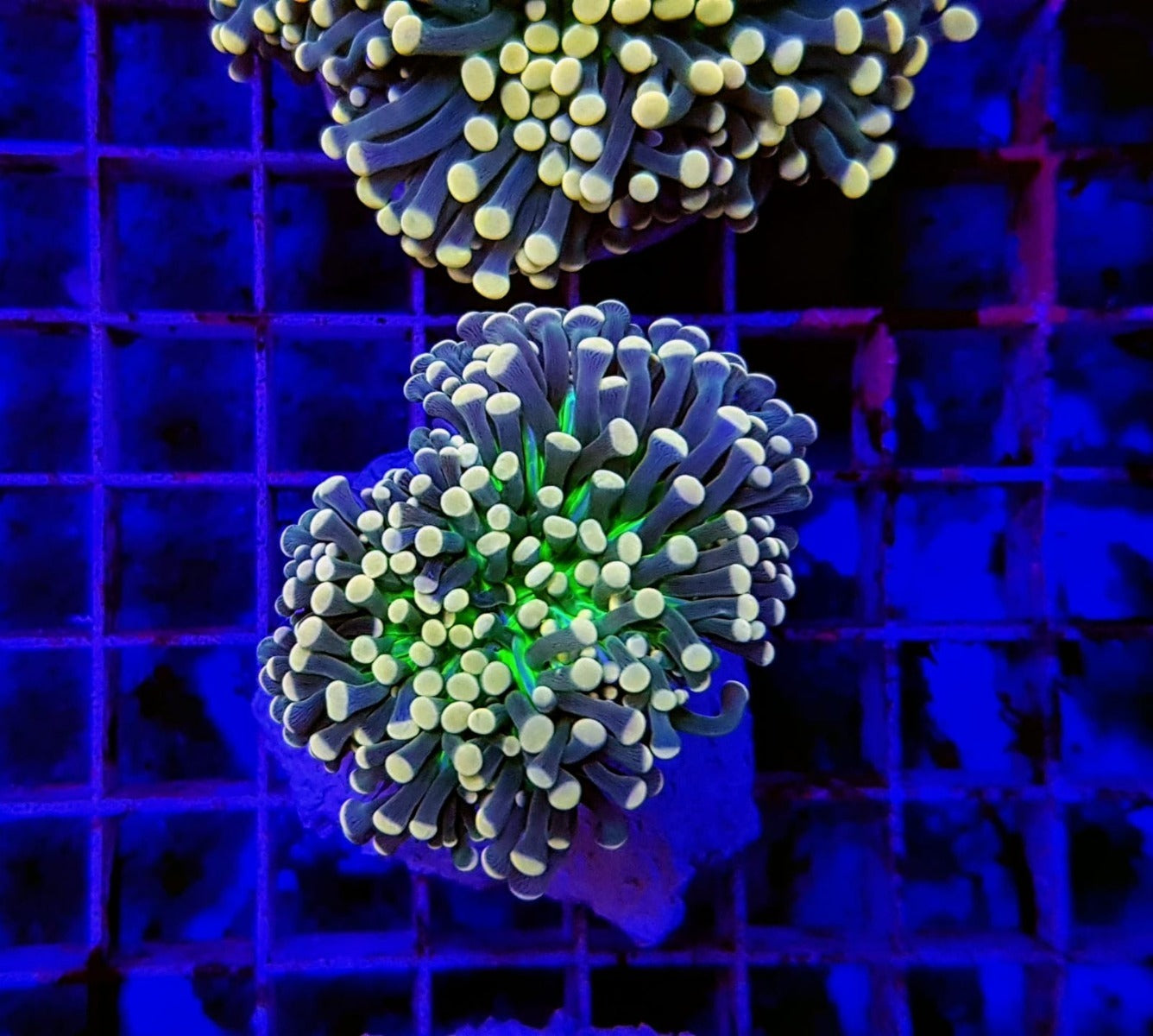 Euphyllia cristata (Joker) (1 hd.)