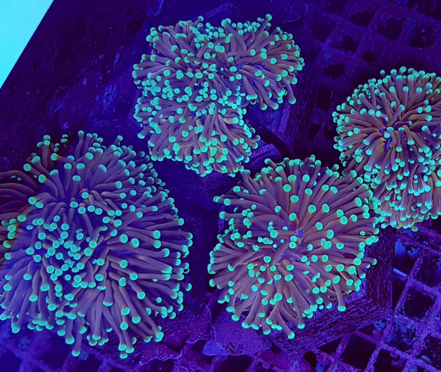 Euphyllia cristata (NYknicks) (3 hds.) f.