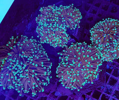 Euphyllia cristata (NYknicks) (3 hds.) f.