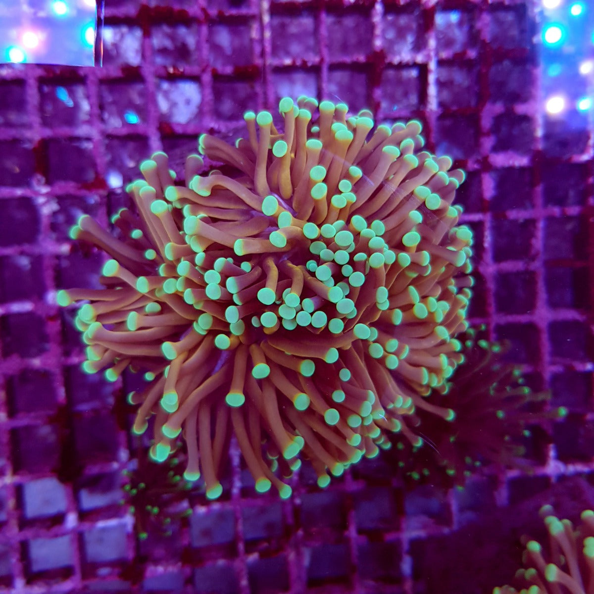Euphyllia cristata (NYknicks) (2 hds.) nf.