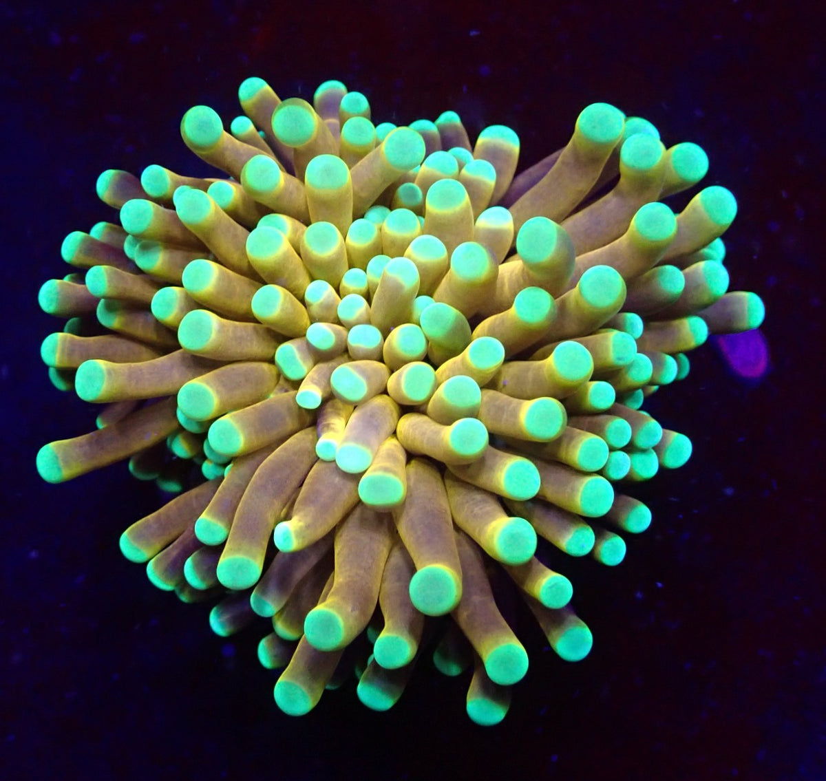 Euphyllia cristata (NYknicks) (p/h)