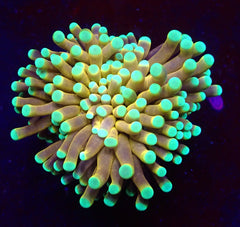 Euphyllia cristata (NYknicks) (p/h)