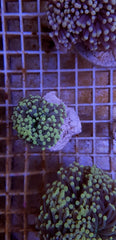 Euphyllia cristata (Premium)