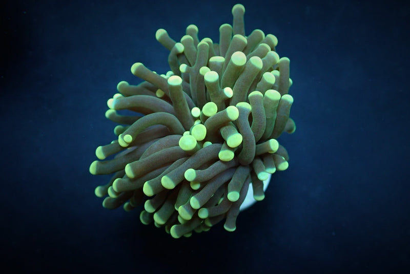 Euphyllia cristata (Green) (Premium) (p/h)