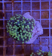 Euphyllia cristata (Premium) (p/h)