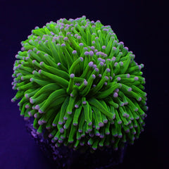 Euphyllia cristata (Super Ultra)