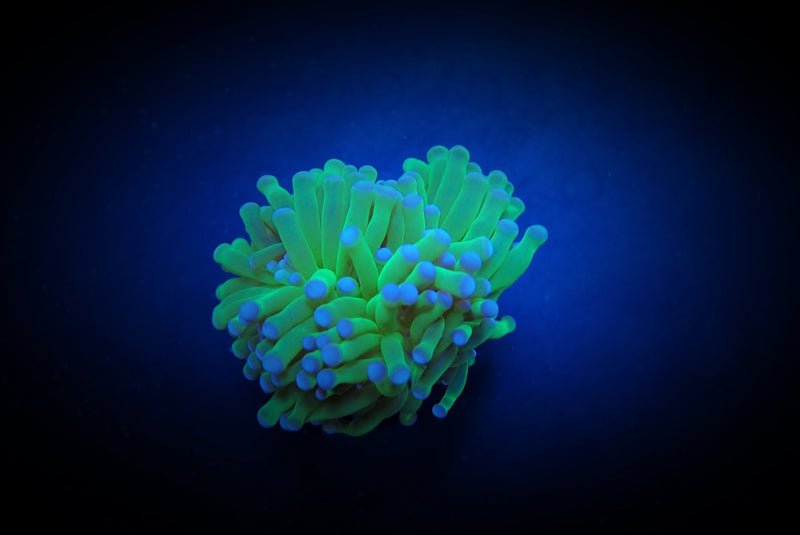 Euphyllia cristata (Super Ultra) (p/h)