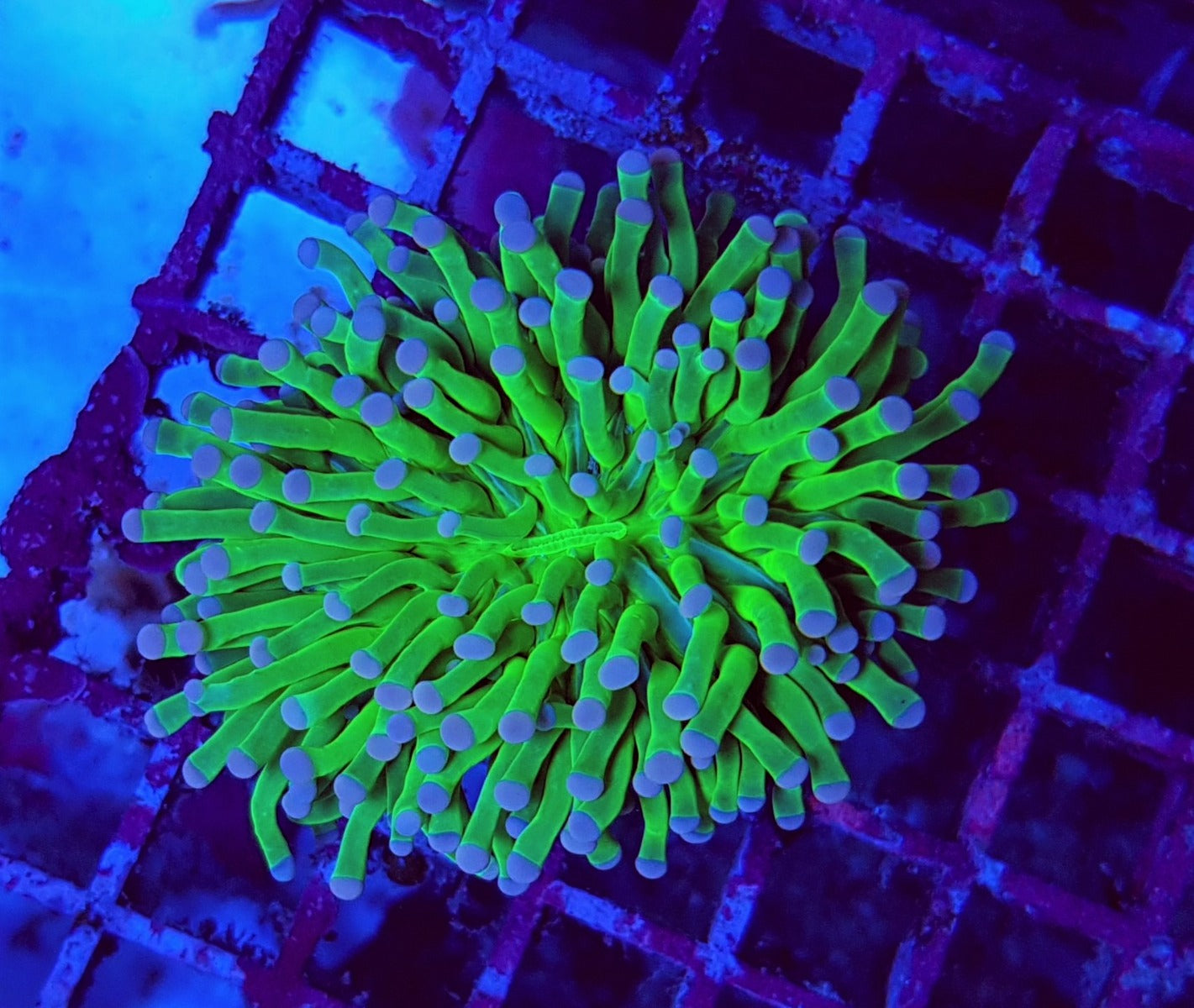 Euphyllia cristata (Super Ultra) (p/h)